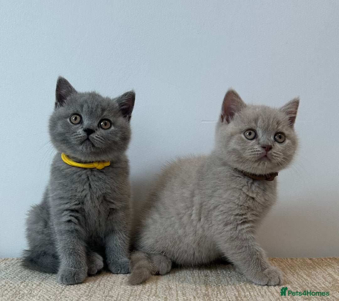 British Shorthair cats for sale: Charming GCCF British Shorthair Kittens 🐈‍⬛  - Image 8