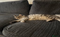 Maine Coon cats for sale: 7 month old Maine coon  - Image 5