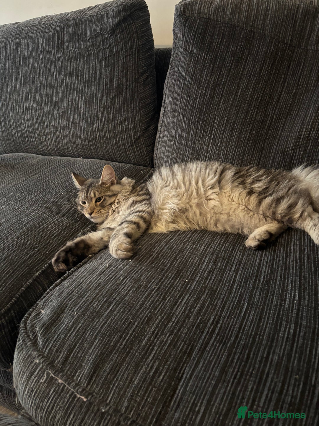 Maine Coon cats for sale: 7 month old Maine coon  - Image 5