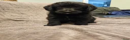Mixed Breed dogs for sale: READY TO GO - 3 Beagador/miniature poodle puppies - Advert 11