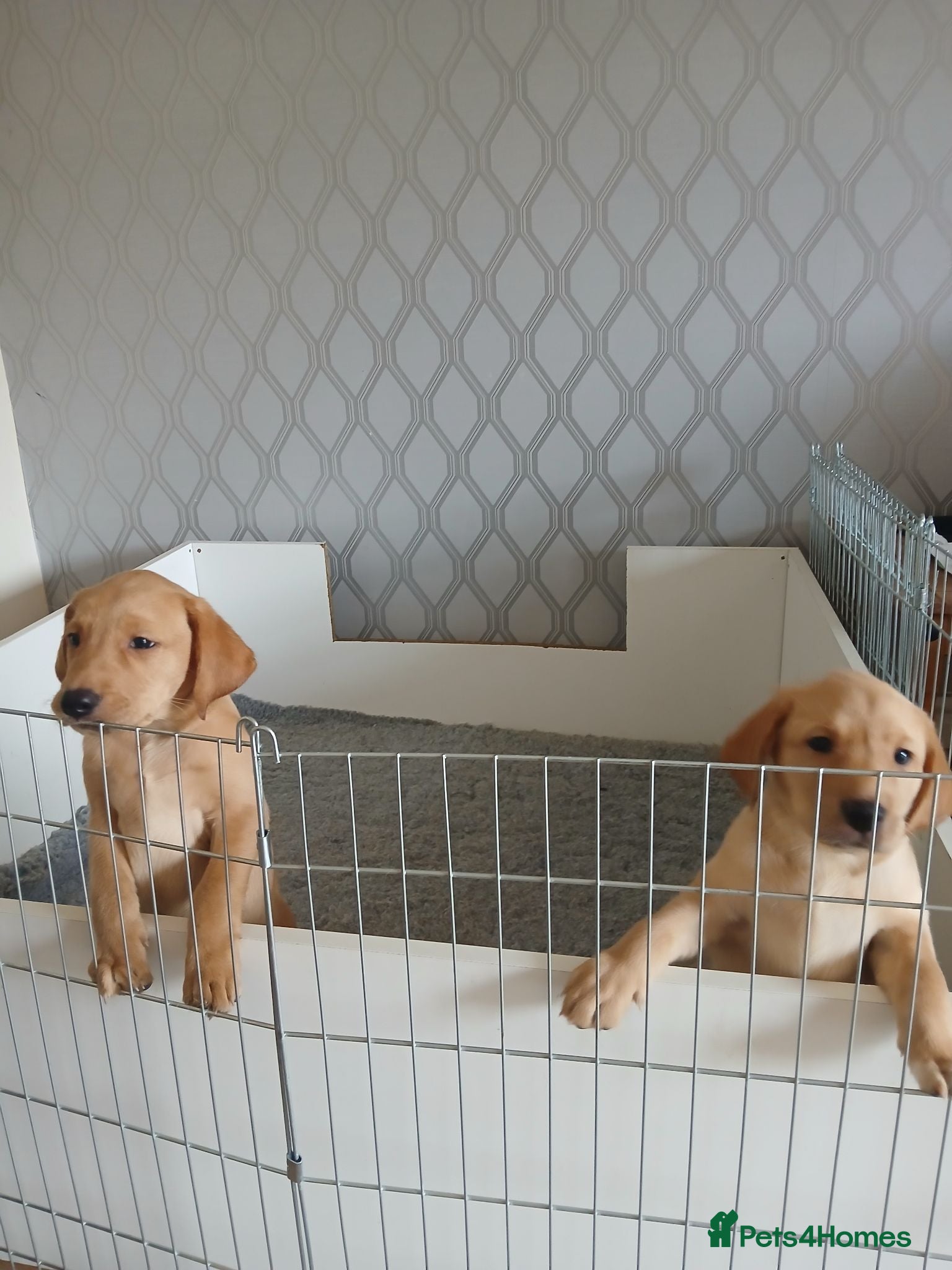 Labrador Retriever dogs  labradors puppies  - Advert 6
