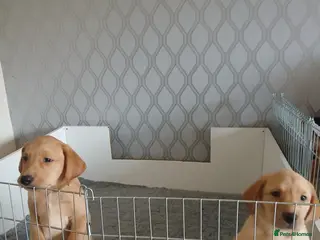 Labrador Retriever dogs labradors puppies - Advert 6