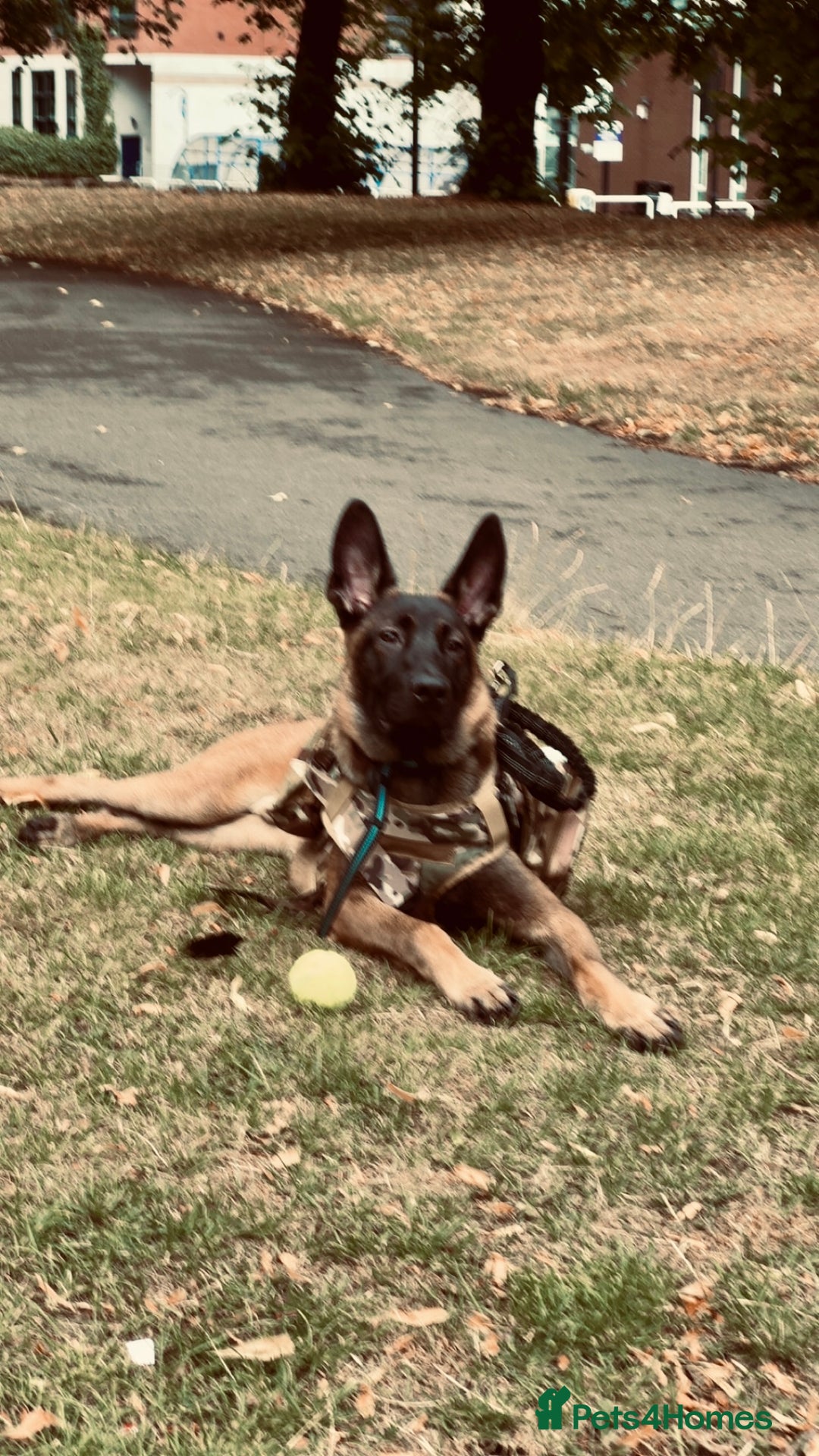 Mixed Breed dogs for sale: Army Breed TOP LINE🤩✨ - Advert 2