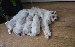 Ragdoll cats for sale: 2 Boys left Gccf £950 Ragdolls  - Image 31