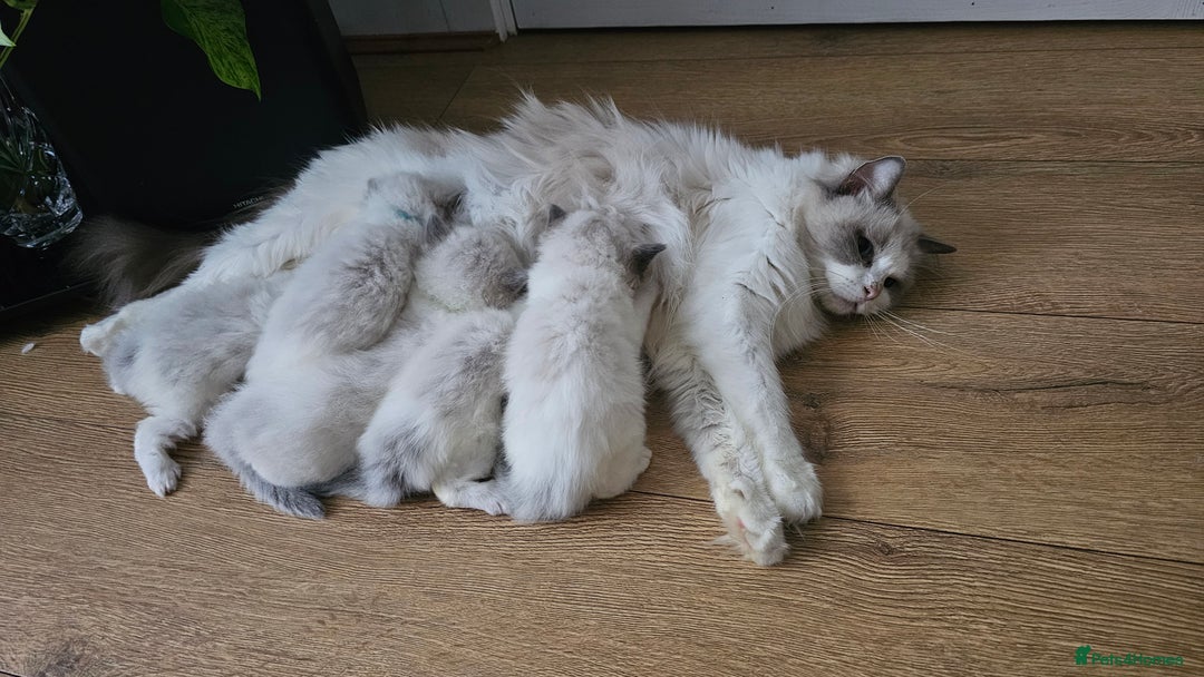 Ragdoll cats for sale: 2 Boys left Gccf £950 Ragdolls  - Image 31