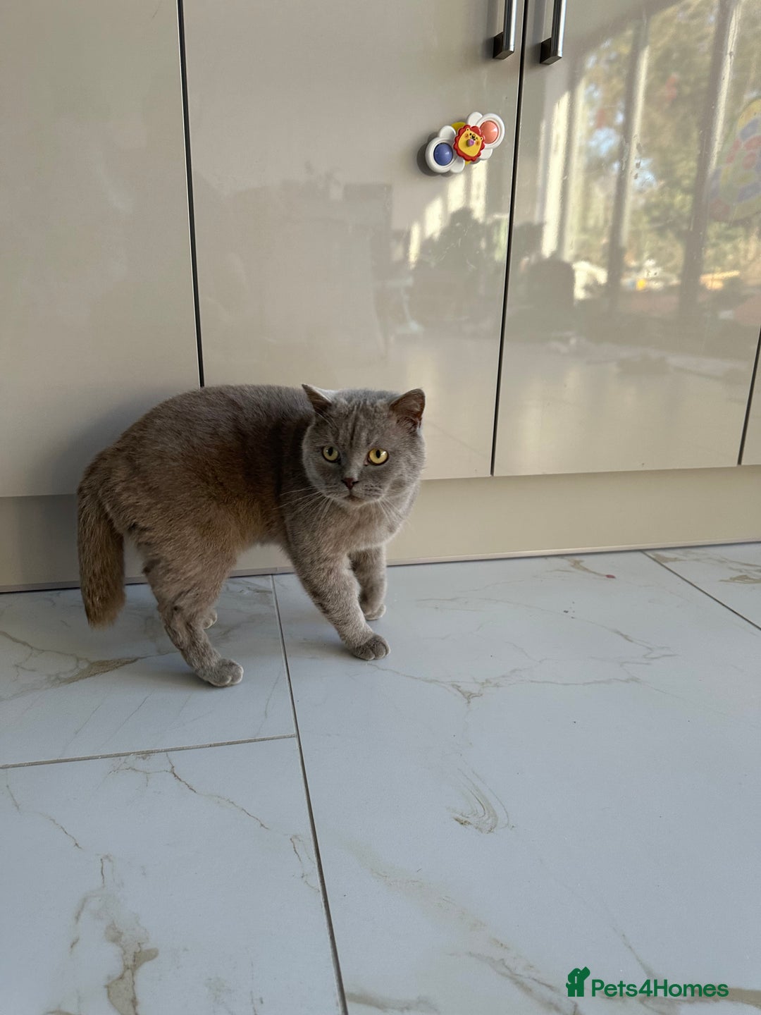 British Shorthair cats for sale: 3 year old british short hair, male - Advert 6
