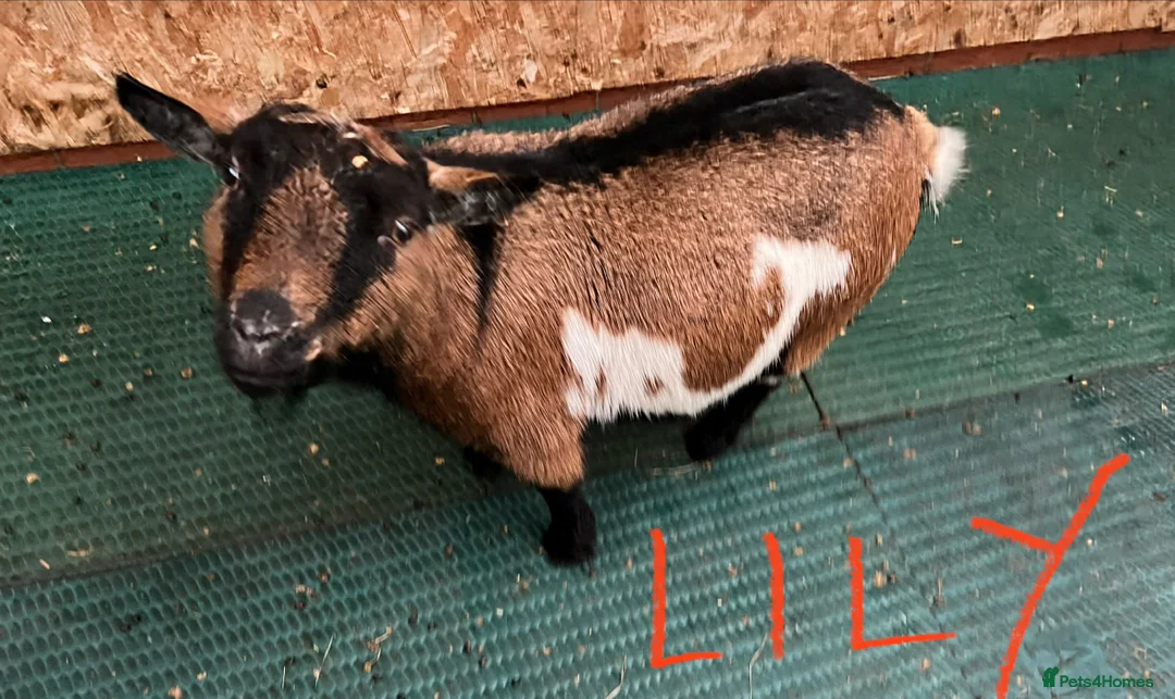 Goats livestock for sale: Pygmy goats, disbudded nanny’s  - Advert 13