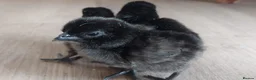 Chickens poultry for sale: Chicks, Chickens, Ducklings & Hatching Eggs - Advert 2