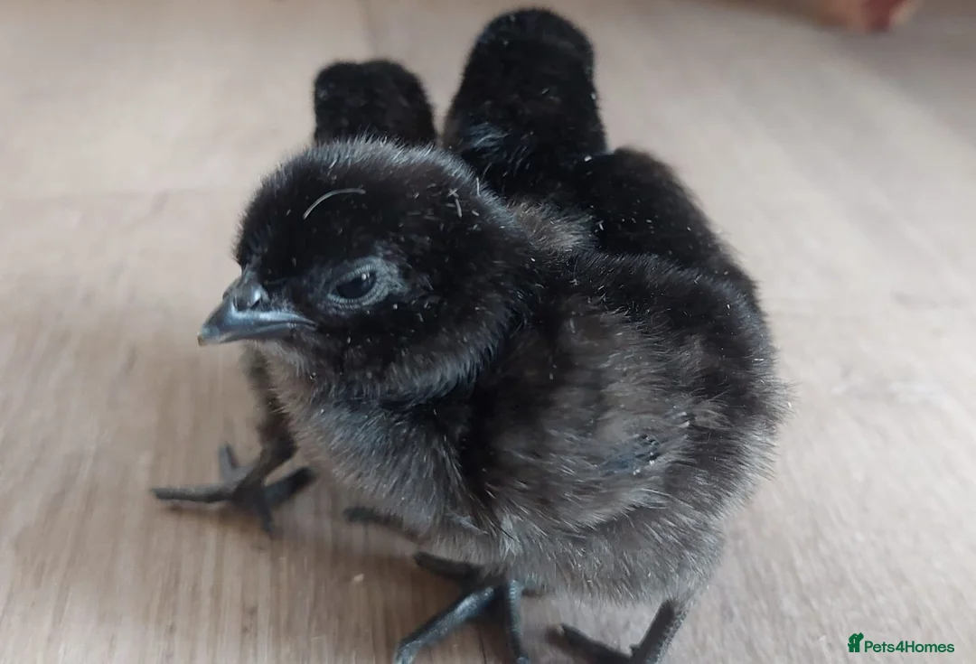 Chickens poultry for sale: Chicks, Chickens, Ducklings & Hatching Eggs - Advert 2