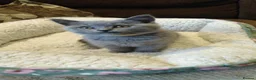 British Shorthair cats for sale: Blue British shorthairs kittens with GCCFpedigree - Advert 11