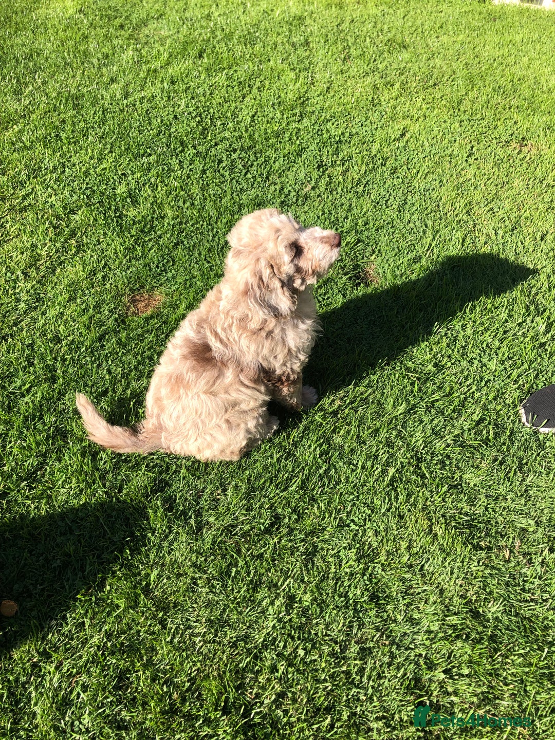 Cockapoo dogs for sale: Cockerpoo girl 11weeks old  - Image 14