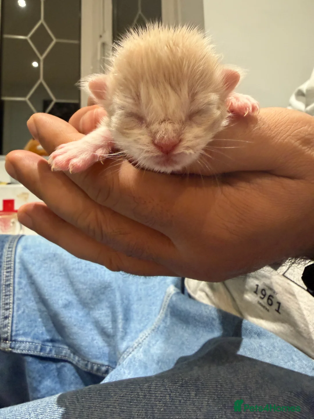 Ragcoon cats for sale: Rare Ragacoon Ragdoll x Maine Coon Kittens  - Advert 5