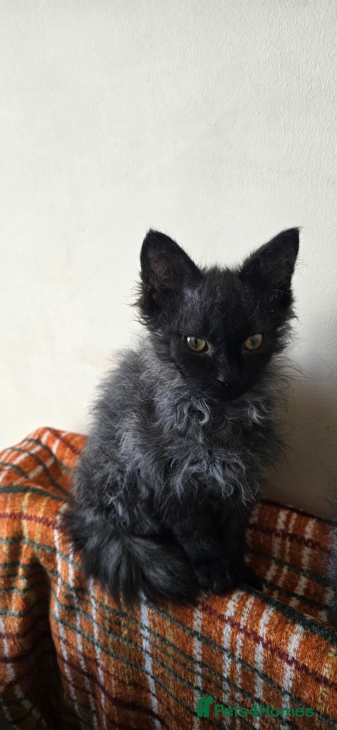 LaPerm cats for sale: 2 male Laperm mix kittens, curly haired - Advert 15