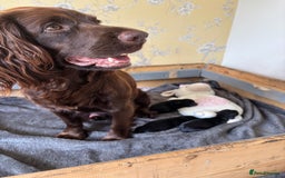 Sprocker dogs for sale: Cheshire Sprocker Pups from Working Parents - Image 7