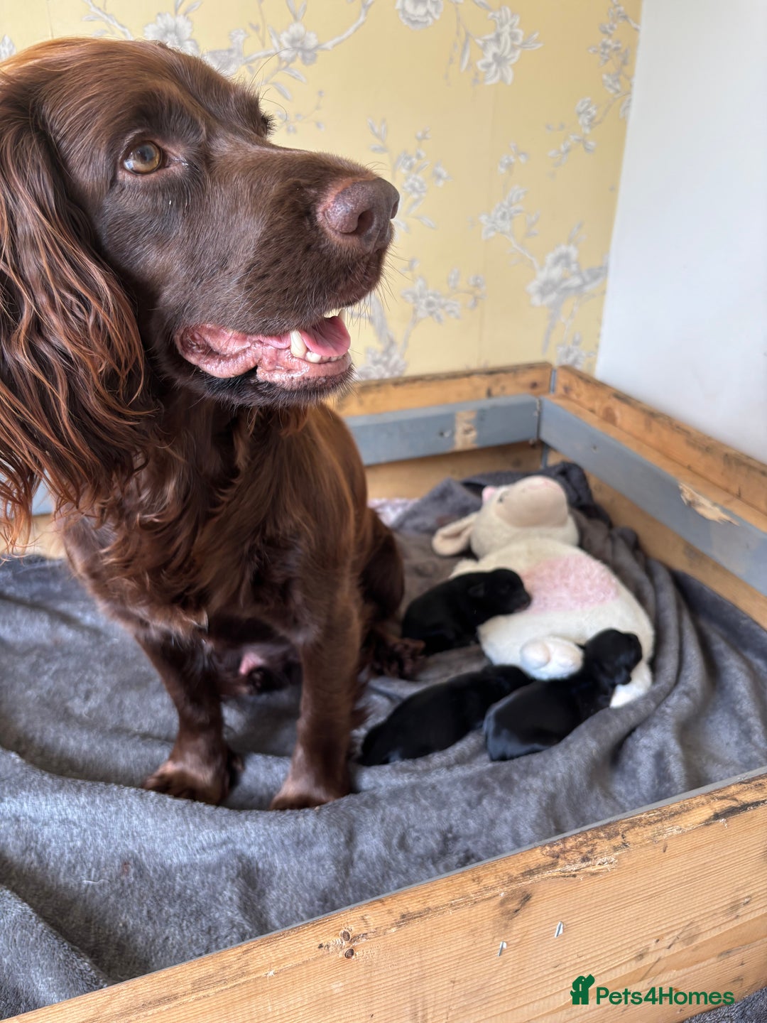 Sprocker dogs for sale: Cheshire Sprocker Pups from Working Parents - Image 7
