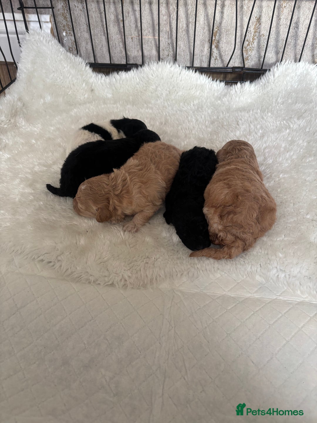 Cockapoo dogs for sale: Miniature f1 cocker poodles  - Advert 2