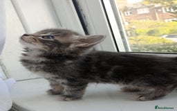 Mixed Breed cats for sale: Maine Coon and Bengal mixed breed kittens  - Image 7