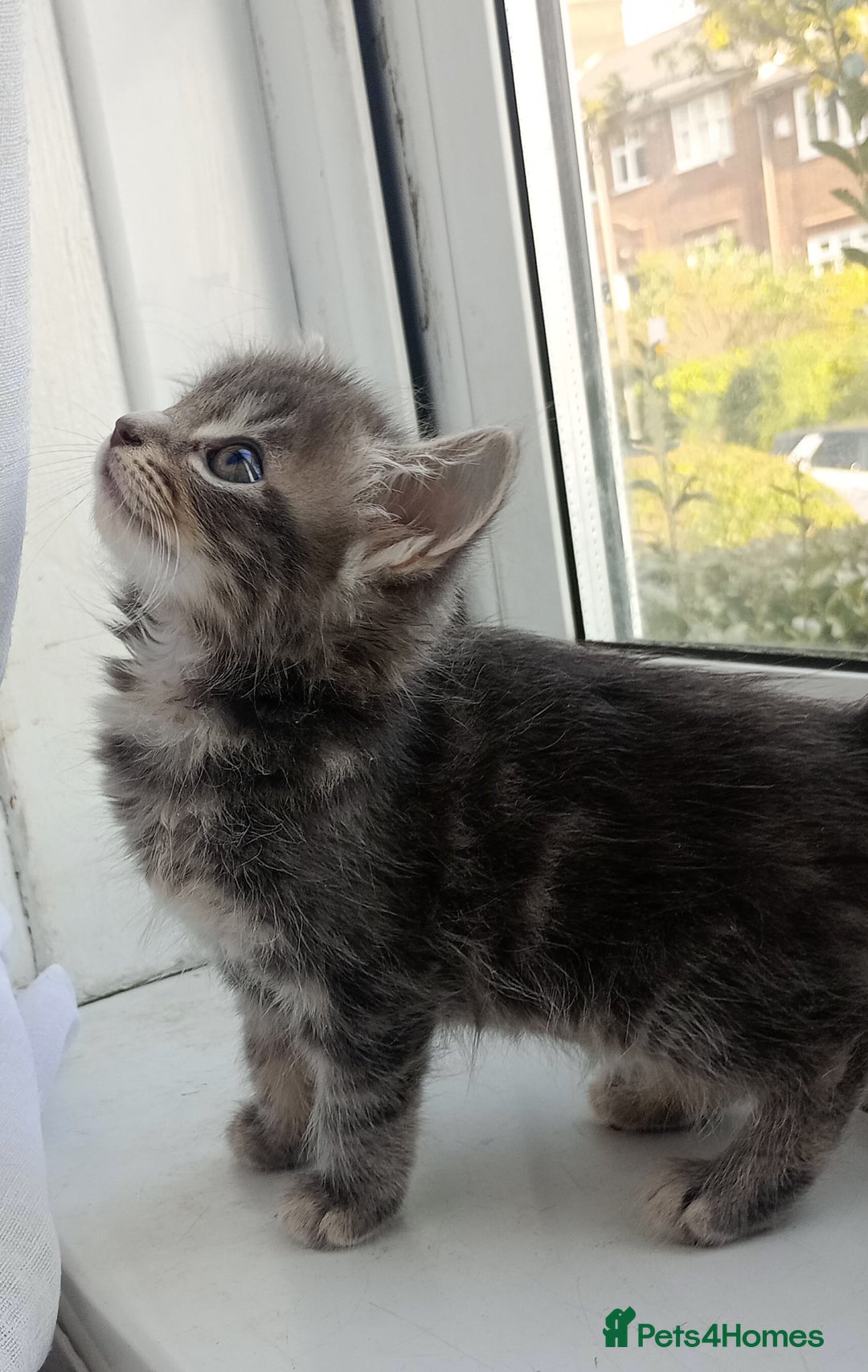 Mixed Breed cats for sale: Maine Coon and Bengal mixed breed kittens  - Image 7