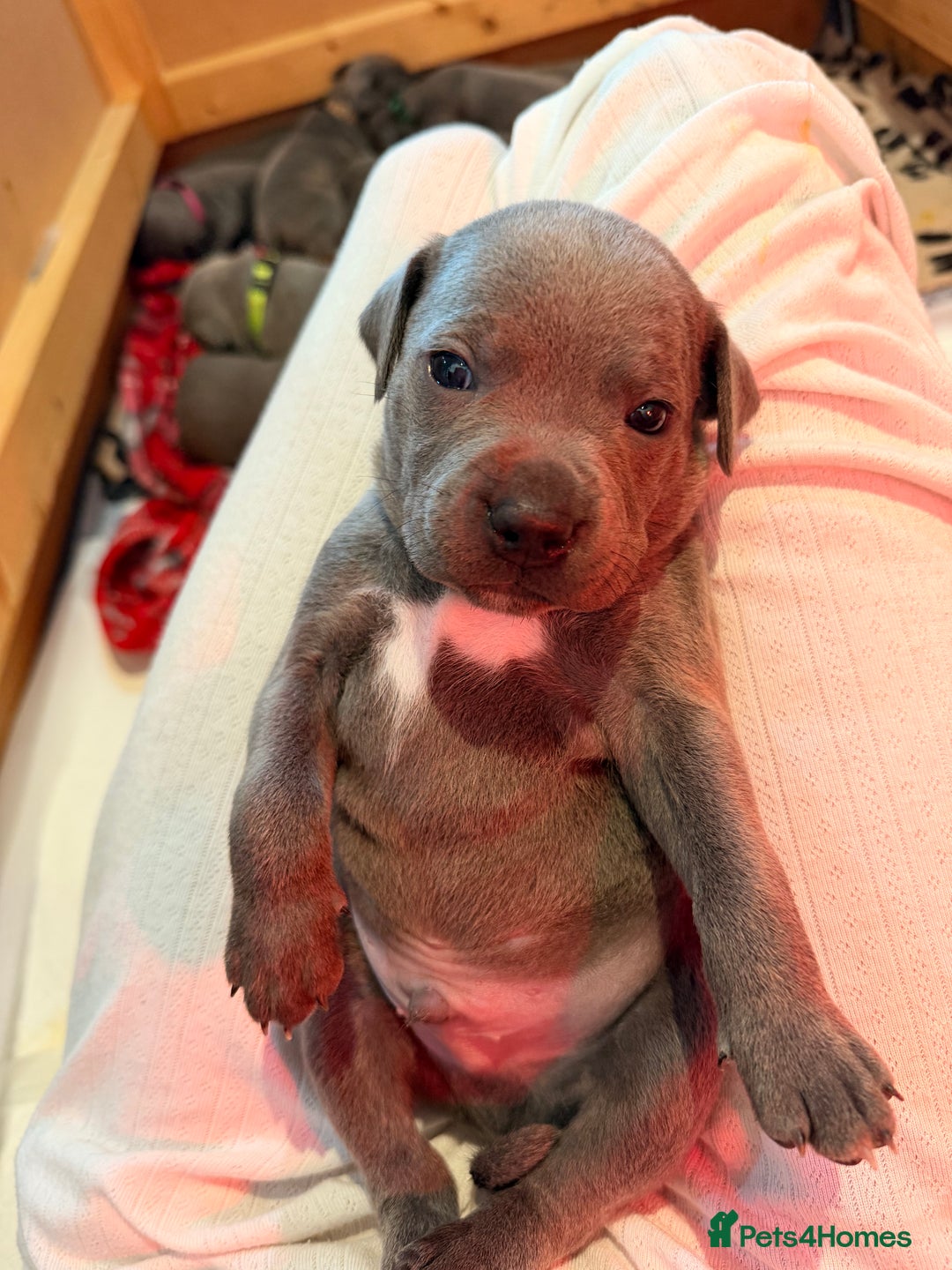 Staffordshire Bull Terrier dogs for sale: 💙Blue x Rare Fawn Staffordshire Bull Terrier Pups - Advert 9