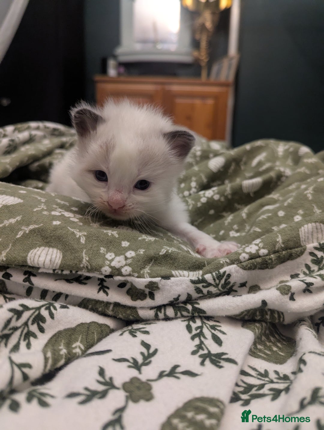 Ragdoll cats for sale: ragdoll kittens (only 1 boy left main picture) - Image 12