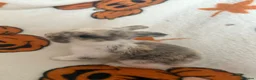 French Lop rabbits for sale: Giant French lop rabbits  - Advert 12