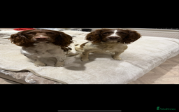 English Springer Spaniel dogs for sale: ENGLISH SPRINGER SPANIEL - Image 16