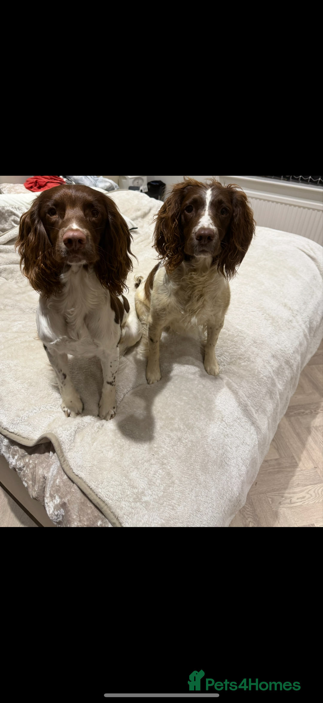 English Springer Spaniel dogs for sale: ENGLISH SPRINGER SPANIEL - Image 16