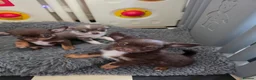Chihuahua dogs for sale: Kc reg Chihuahua Puppys health tested parents - Advert 4