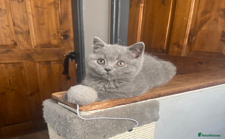 British Shorthair cats - Advert 1