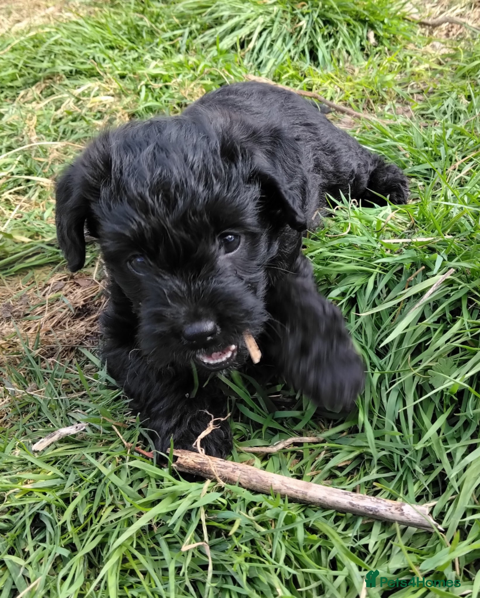 Labradoodle dogs F1b Beautiful miniature Labradoodle puppies - Advert 9