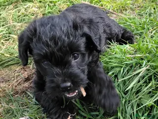 Labradoodle dogs F1b Beautiful miniature Labradoodle puppies - Advert 9