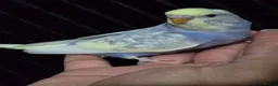 Budgerigars birds for sale: Beautiful Hand-Tamed Baby Budgies - For sale - Advert 7