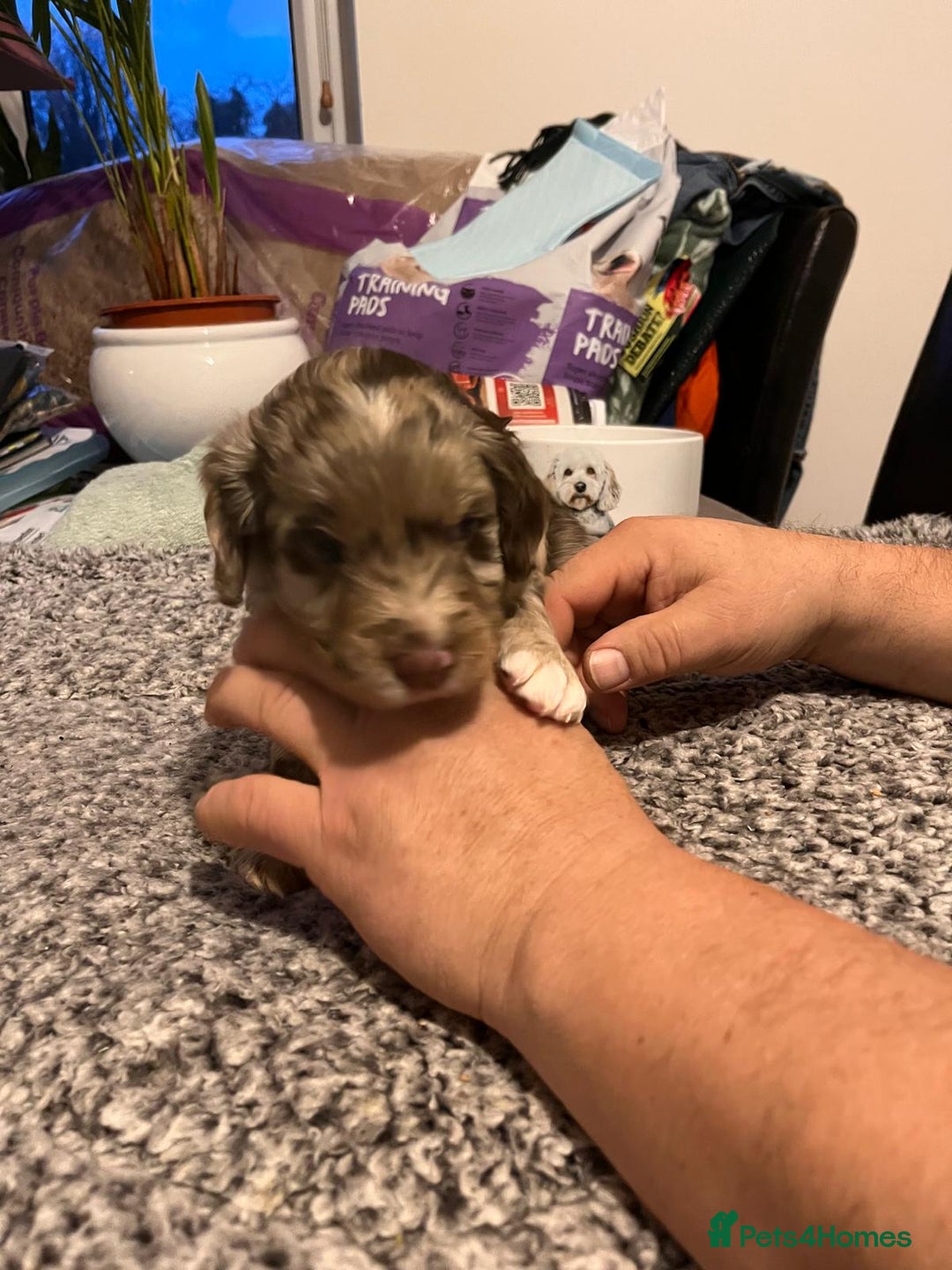 Cockapoo dogs for sale: Cockapoo puppies  - Advert 12