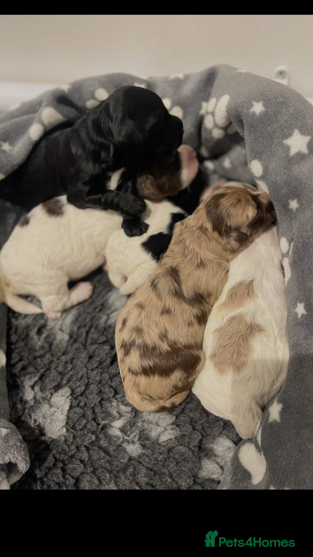 Cockapoo dogs for sale: F1 Cockapoo’s - Advert 7