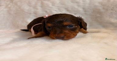 Miniature Dachshund dogs - Advert 5