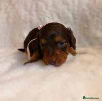 Miniature Dachshund dogs - Advert 6