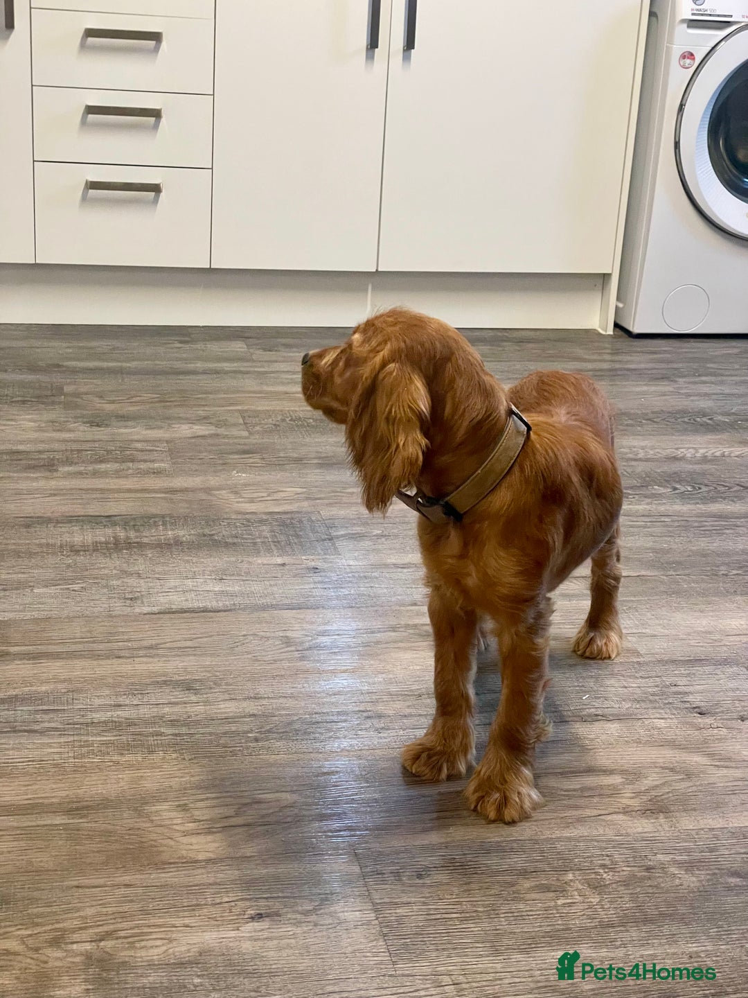 Cocker Spaniel dogs for sale: et Buster: Fully Trained Loving Red Cocker Spaniel - Advert 14