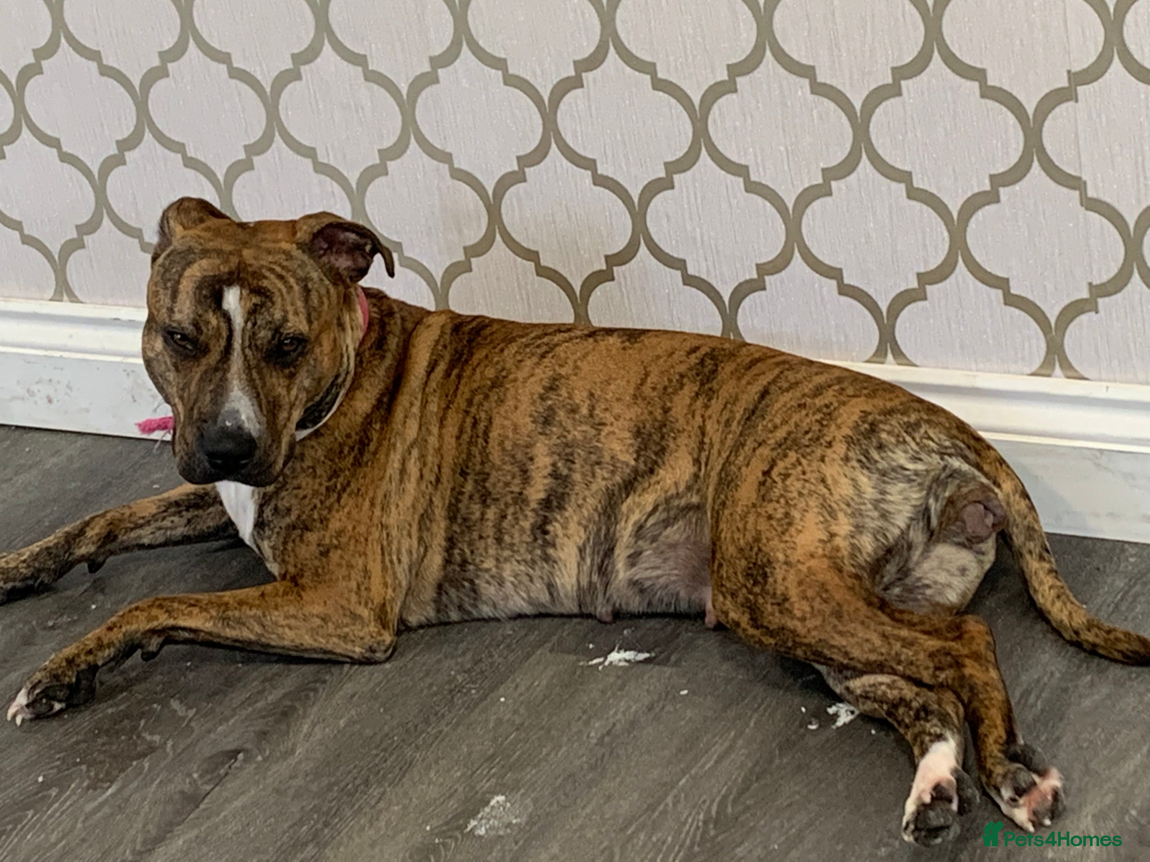 Staffordshire Bull Terrier dogs Staffies  - Advert 1