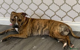 Staffordshire Bull Terrier dogs for sale: Staffies  - Advert 1