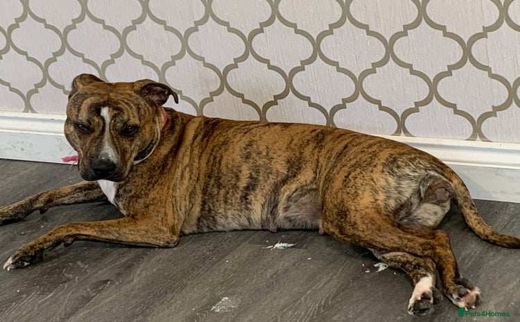 Staffordshire Bull Terrier dogs Staffies  - Advert 1