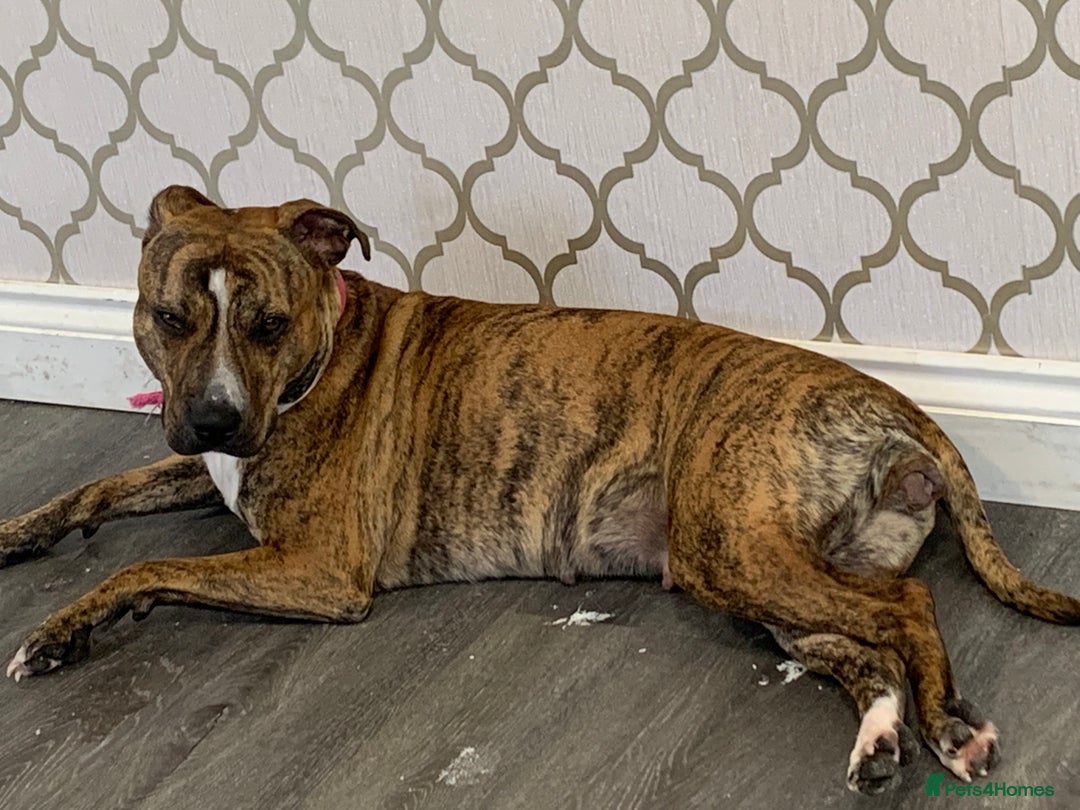 Staffordshire Bull Terrier dogs for sale: Staffies  - Advert 1