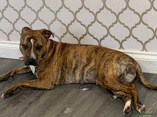 Staffordshire Bull Terrier dogs Staffies - Advert 1