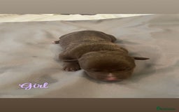 Mixed Breed dogs for sale: Cane corso x staff - Image 4