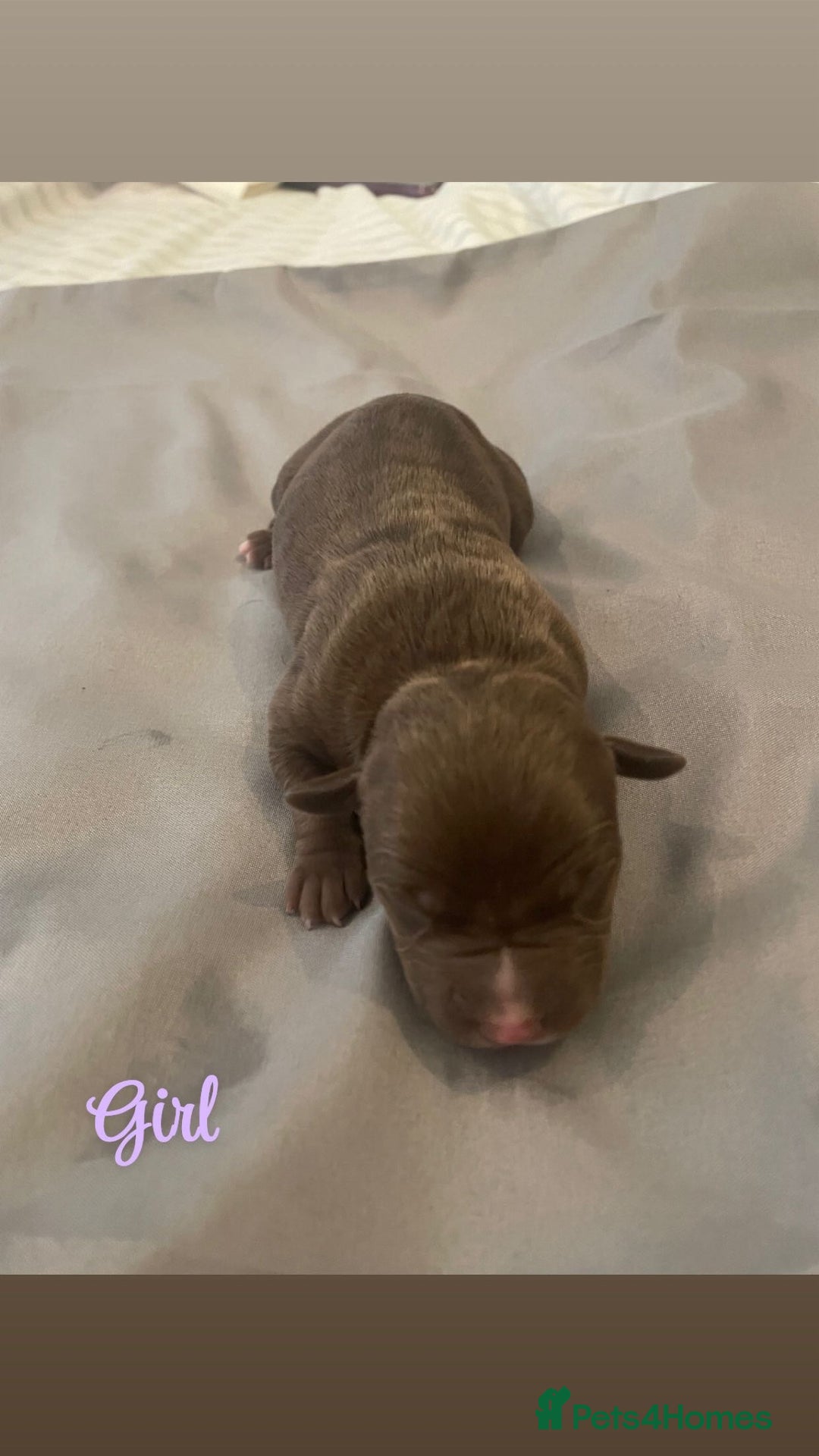 Mixed Breed dogs for sale: Cane corso x staff - Image 4