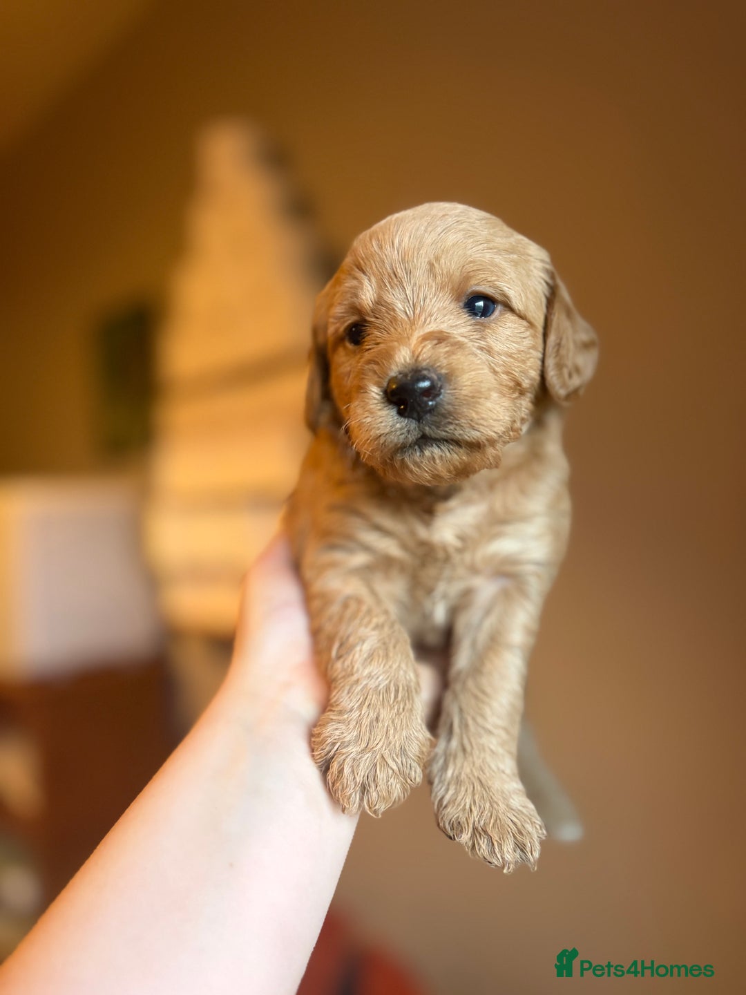 Labradoodle dogs for sale: Fox Red F1 Miniature Labradoodles  - Advert 14