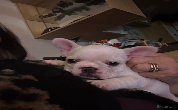 French Bulldog dogs - Advert 1