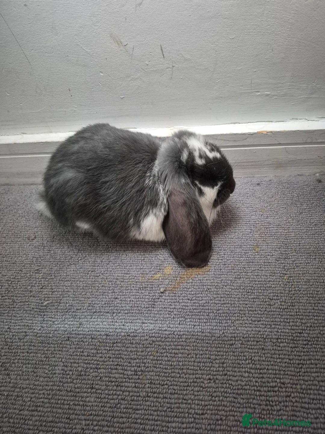 French Lop rabbits for sale: Giant french rabbit  - Advert 2