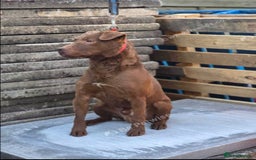 Patterdale Terrier dogs for sale: 18 month old nuttlehead Patterdale  - Image 1