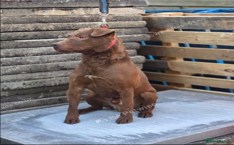 Patterdale Terrier dogs - Advert 1