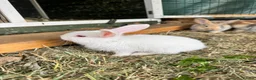Continental Giant rabbits for sale: Middleton Meadows Giants - Advert 2